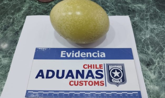 Aduanas encuentra huevo de ñandú en pertenencias de viajero en Chile Chico