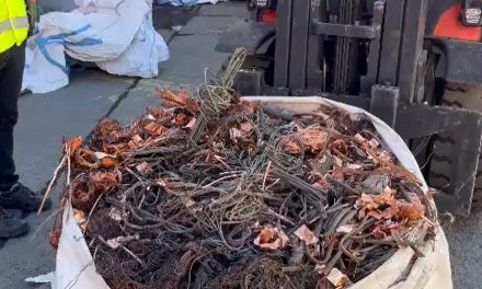 Cobre robado: Aduana ha incautado casi 153 toneladas en puertos del Biobío