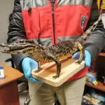 Mujer intentó ingresar a Chile con yacaré bebé disecado al interior de una maleta