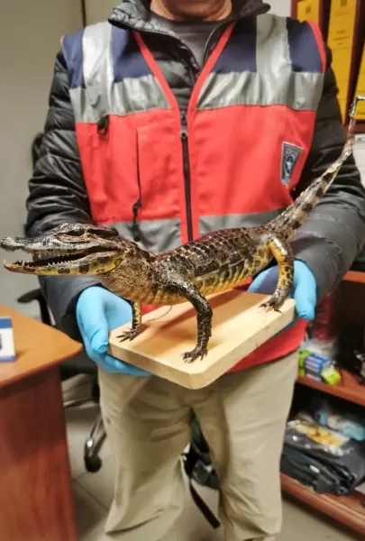 Mujer intentó ingresar a Chile con yacaré bebé disecado al interior de una maleta