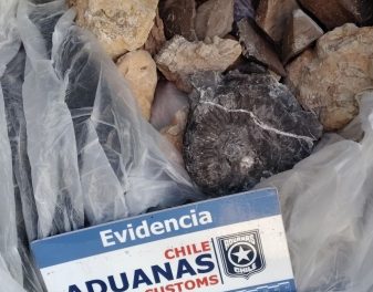 Aduana de Talcahuano incauta 18 fósiles paleontológicos en el maletero de un vehículo en el Paso Pehuenche