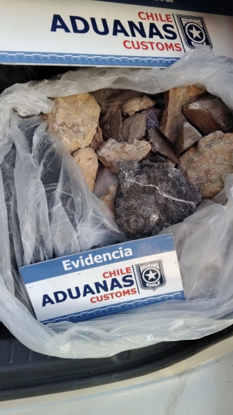 Aduana de Talcahuano incauta 18 fósiles paleontológicos en el maletero de un vehículo en el Paso Pehuenche