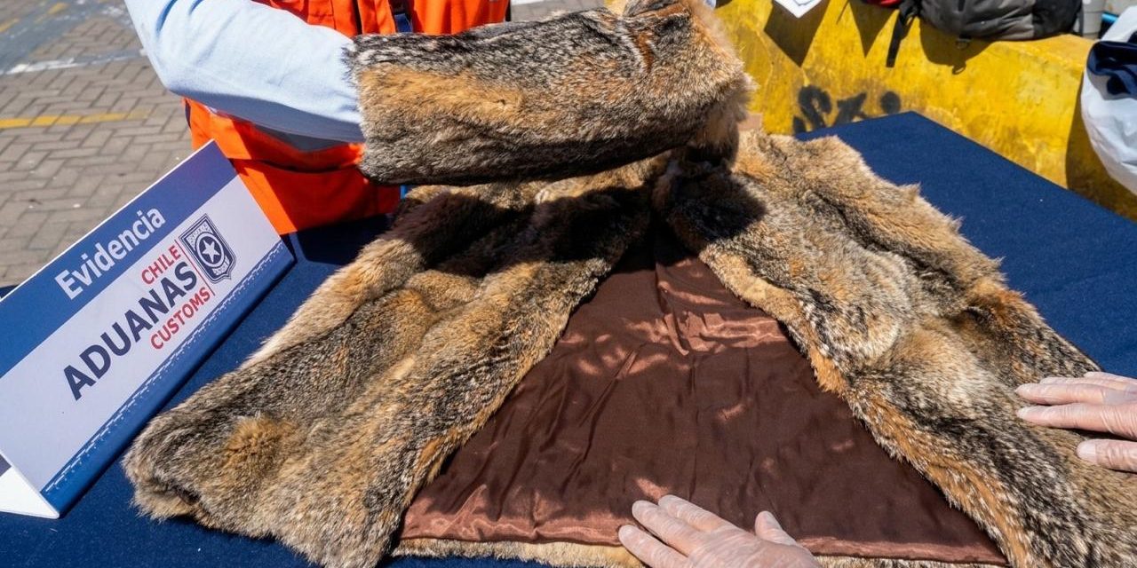 Servicio Nacional de Aduanas detecta abrigo de piel de zorro y fauna protegida en cargamento inspeccionado en San Antonio