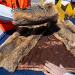 Servicio Nacional de Aduanas detecta abrigo de piel de zorro y fauna protegida en cargamento inspeccionado en San Antonio