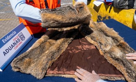 Servicio Nacional de Aduanas detecta abrigo de piel de zorro y fauna protegida en cargamento inspeccionado en San Antonio