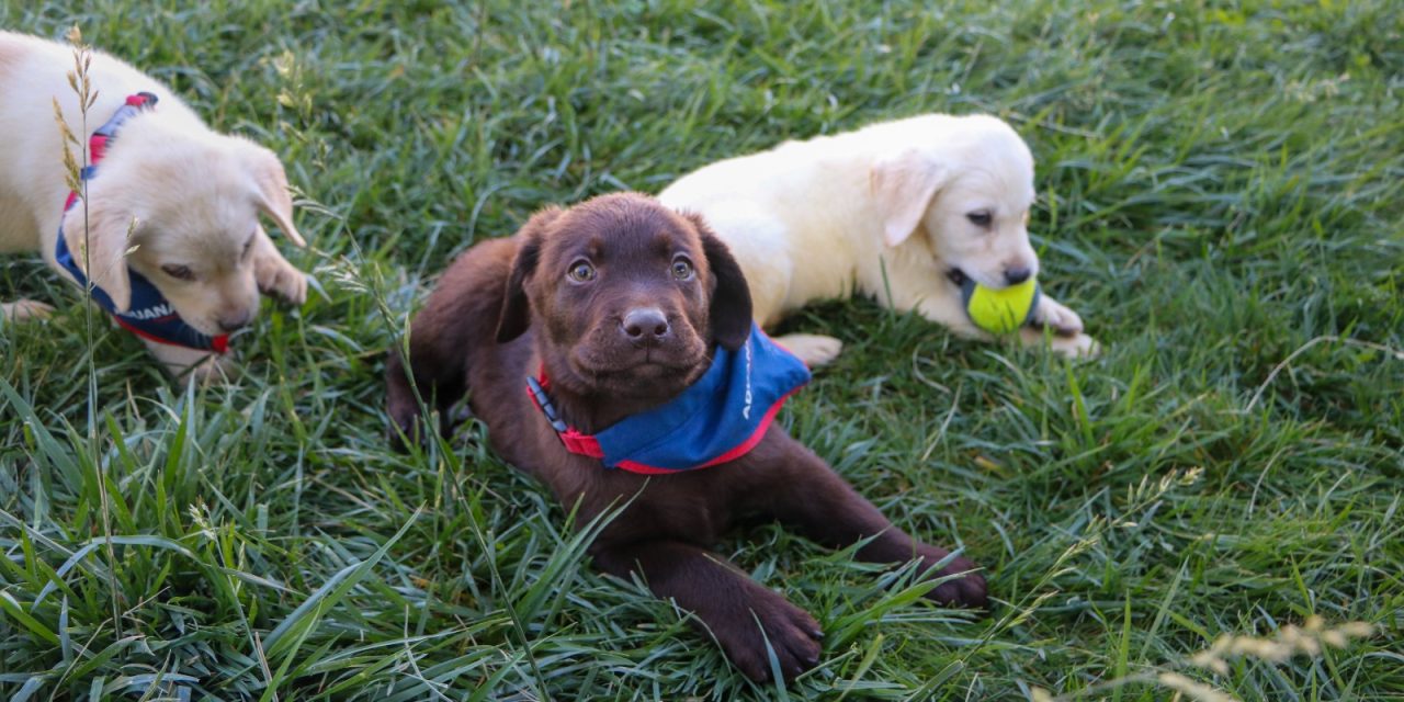 Nueva generación de canes de Aduanas se prepara para reforzar combate al tráfico ilícito en Chile