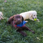 Nueva generación de canes de Aduanas se prepara para reforzar combate al tráfico ilícito en Chile