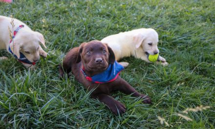 Nueva generación de canes de Aduanas se prepara para reforzar combate al tráfico ilícito en Chile