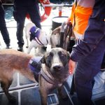 Armada suma nuevos binomios caninos formados por Aduanas e incorpora a su primera guía mujer