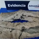 VIAJERA ARGENTINA INTENTÓ INGRESAR CON PIELES DE PUMA OCULTAS EN SU VEHÍCULO EN PASO MONTE AYMOND
