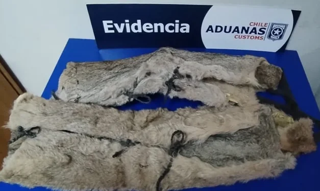 VIAJERA ARGENTINA INTENTÓ INGRESAR CON PIELES DE PUMA OCULTAS EN SU VEHÍCULO EN PASO MONTE AYMOND