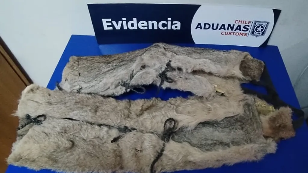 VIAJERA ARGENTINA INTENTÓ INGRESAR CON PIELES DE PUMA OCULTAS EN SU VEHÍCULO EN PASO MONTE AYMOND